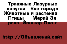 Травяные Лазурные попугаи - Все города Животные и растения » Птицы   . Марий Эл респ.,Йошкар-Ола г.